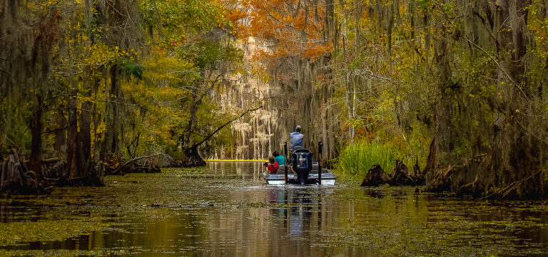 Bayous, Birdsong, and Bald Cypress